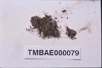 藏品(培鐵真苔)的圖片